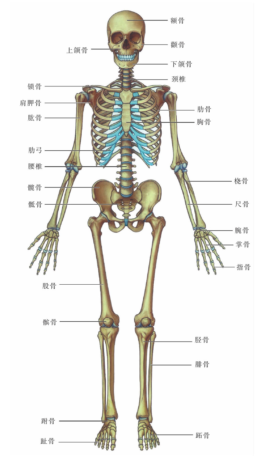 人体骨骼名称